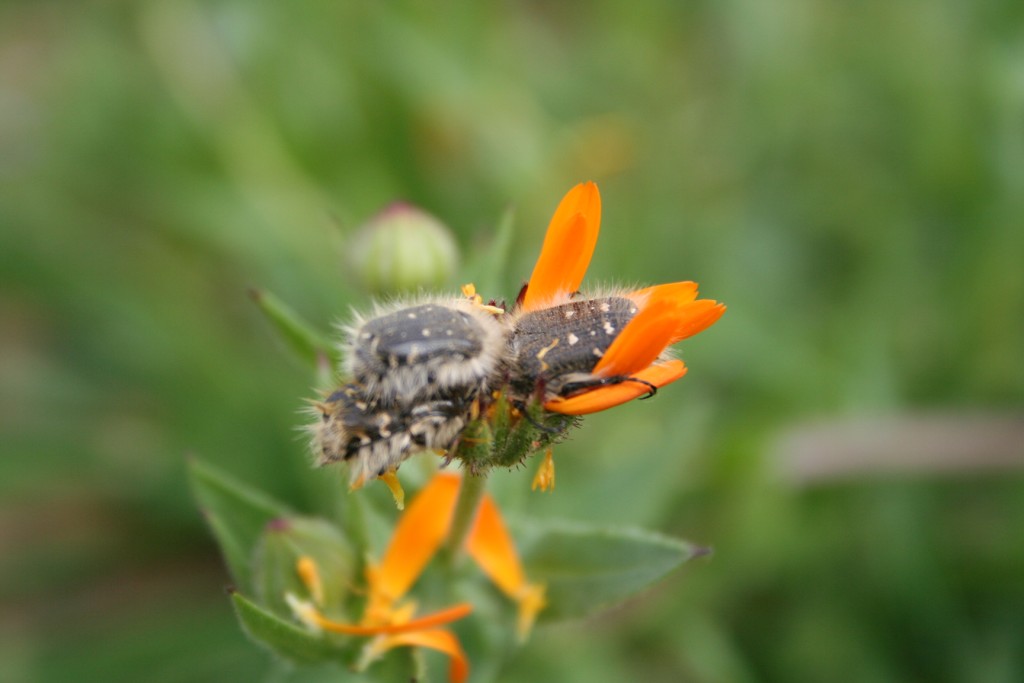 Fiori e insetti